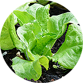 蔬菜保鮮系列產品